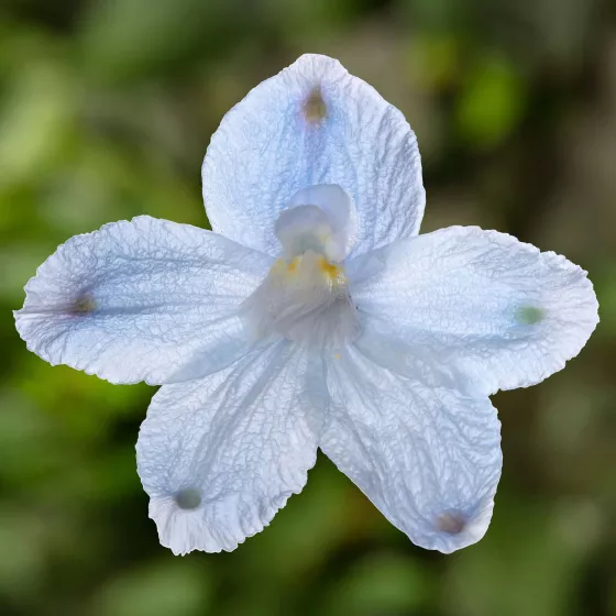 Hunky Dory™ Sky Blue