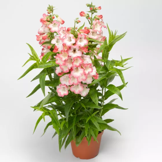 Arabesque® Pink | Syngenta Flowers