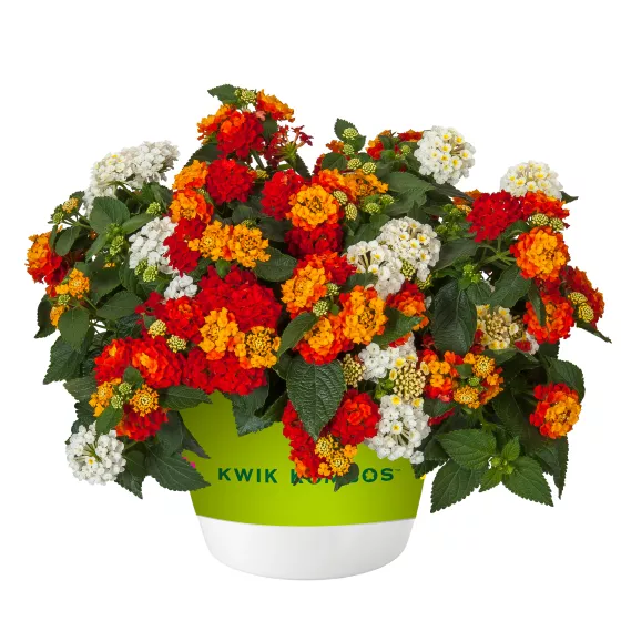Bandolista™ Hot Chili™ Mix Imp. | Syngenta Flowers