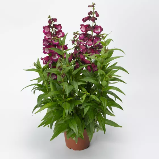 Arabesque® Violet
