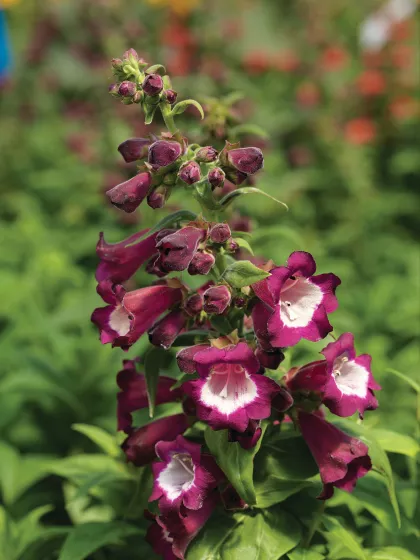 Arabesque® Violet