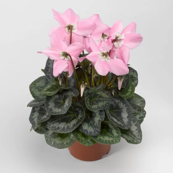 Fleur En Vogue™ Pink