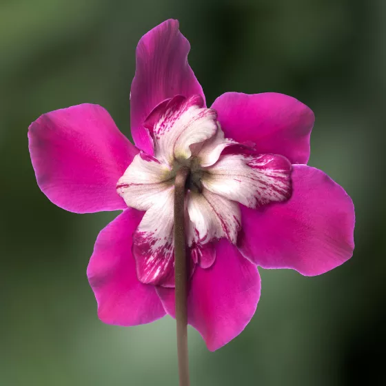 Fleur En Vogue™ Purple