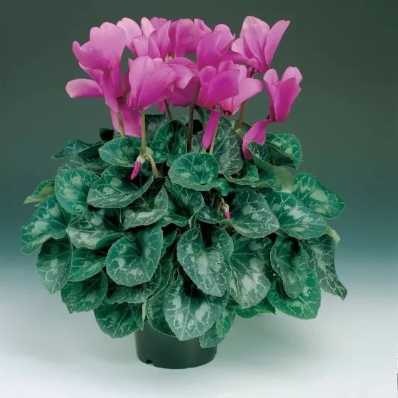 Fleur En Vogue™ Purple