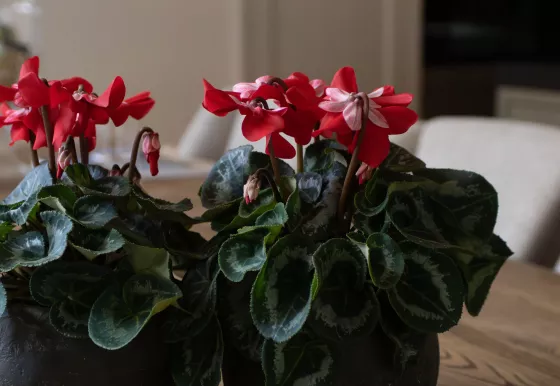 Fleur En Vogue™ Scarlet