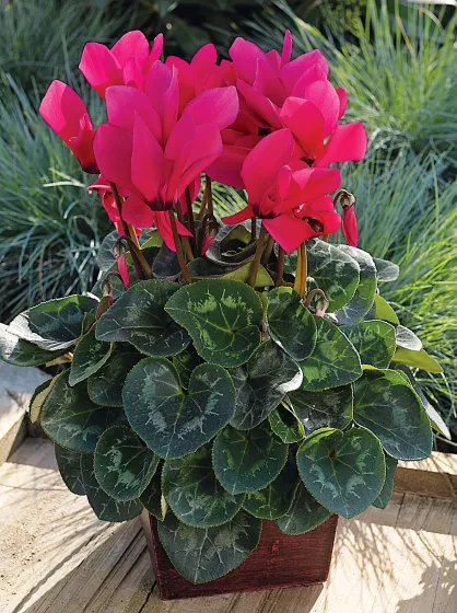 Sierra™ Synchro Deep Rose