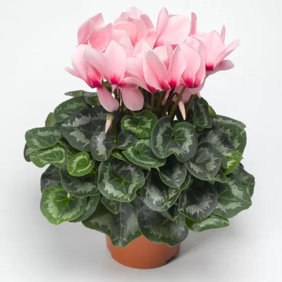Sierra™ Synchro Light Pink with Eye