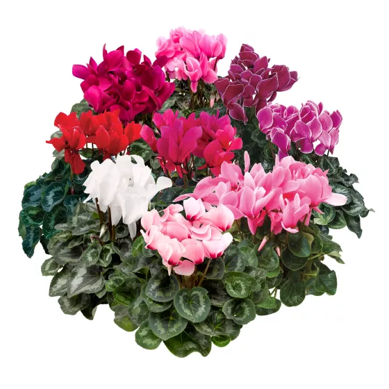 Sierra™ Synchro Mix