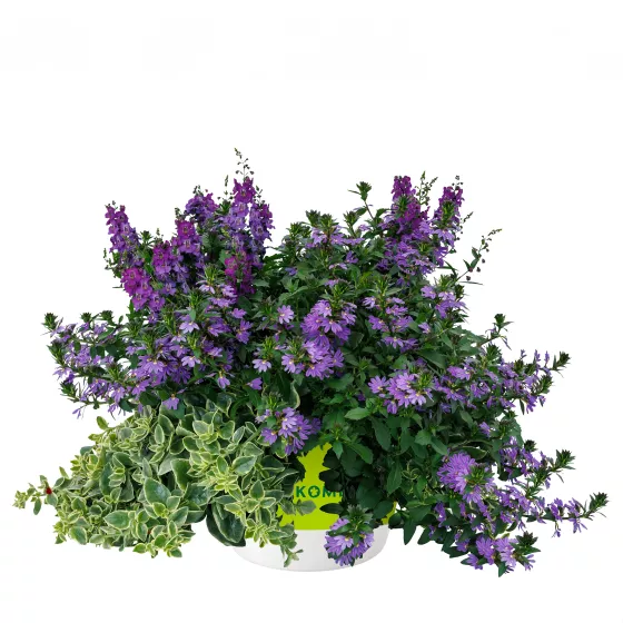 Amethyst Falls™ Mix