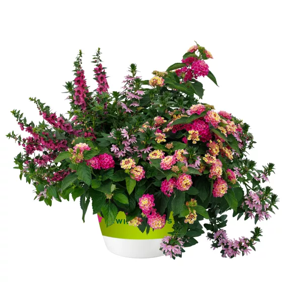 Pink Paradise™ Mix | Syngenta Flowers