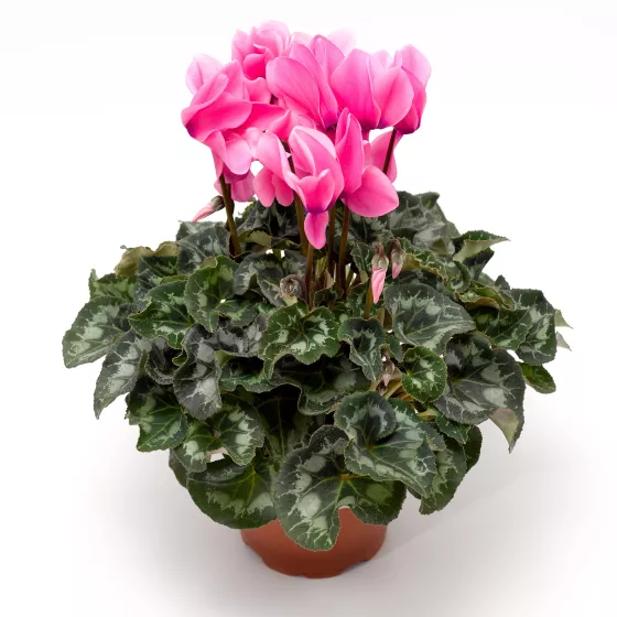 Sierra™ Synchro Pink