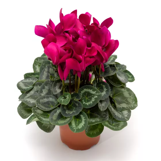 Sierra™ Synchro Purple