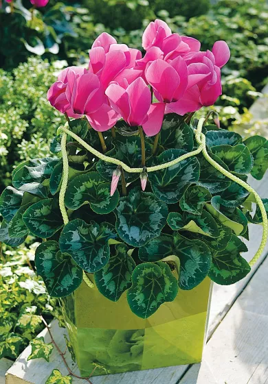 Sierra™ Synchro Rose