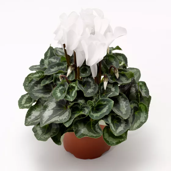 Sierra™ Synchro White