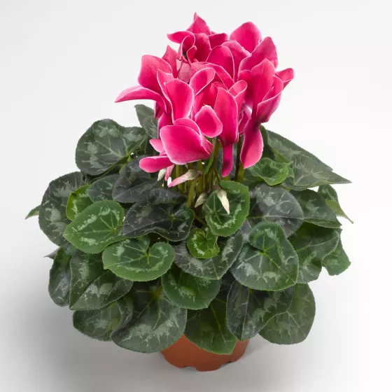 Sierra™ Synchro Wine Flame