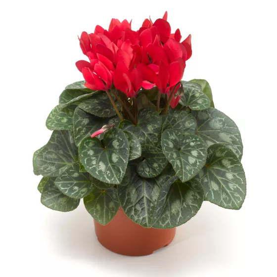Winfall® Scarlet