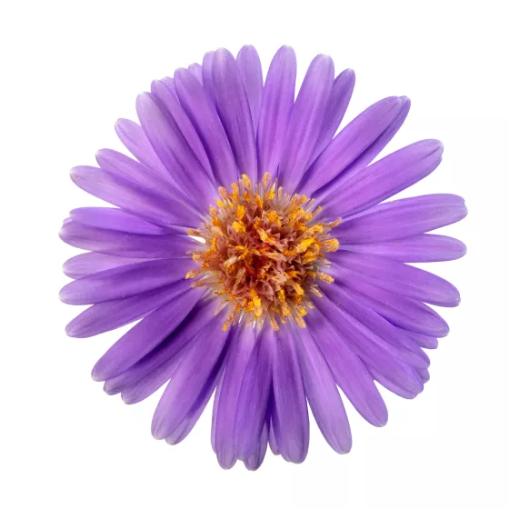Believer™ Purple