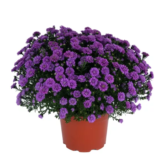 Henry™ I Purple