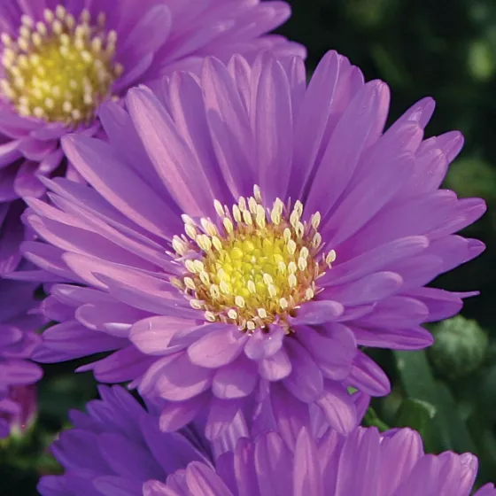 Magic™ Purple