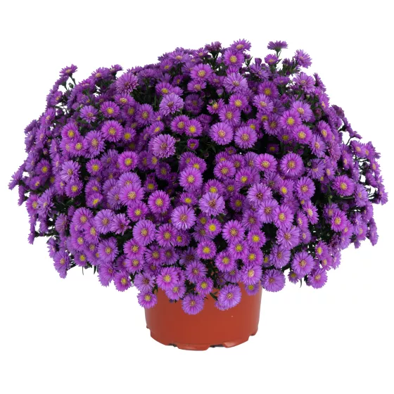 Magic™ Purple