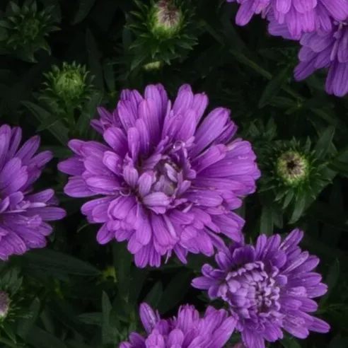Henry™ I Purple