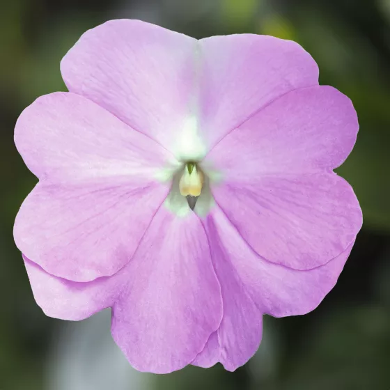 Super Sonic® Lavender
