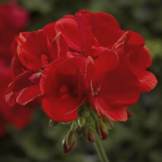Moxie!™ Scarlet