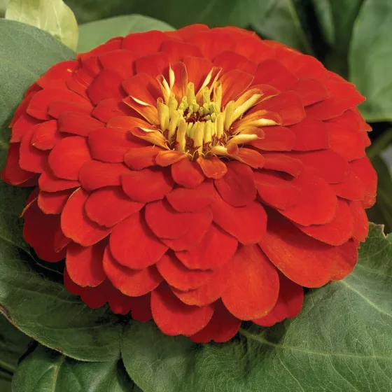 Magellan™ Scarlet