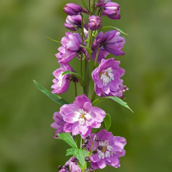Excalibur™ Lilac Rose White Bee