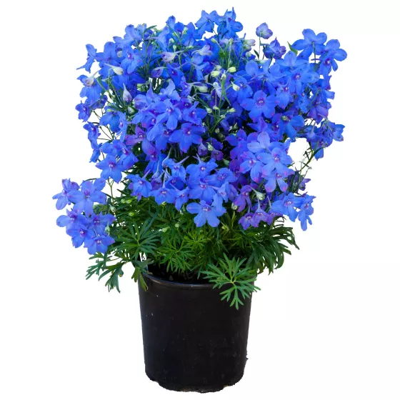 Hunky Dory™ Blue