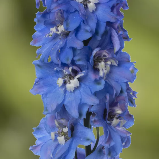 Delphina™ Light Blue White Bee