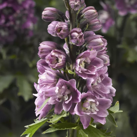 Delphina™ Pink White Bee
