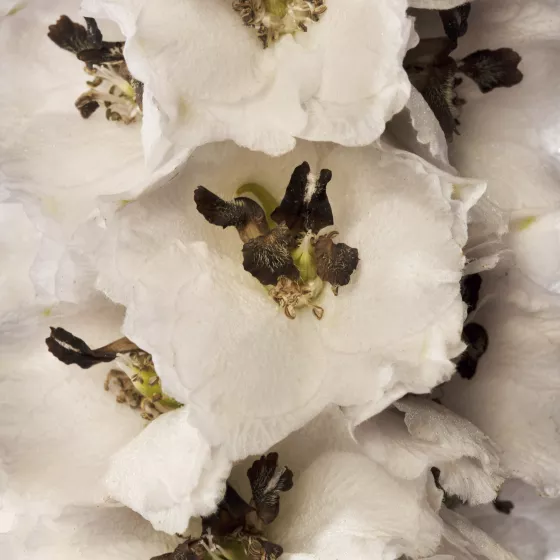 Delphina™ White Black Bee