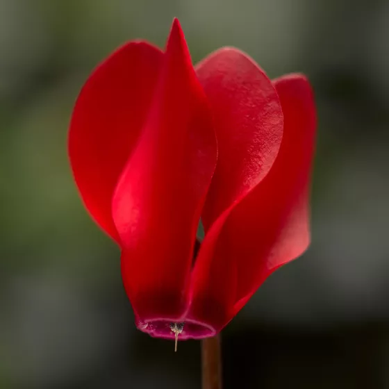 SeeWhy™ Scarlet