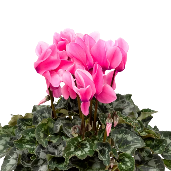 Sierra™ Synchro Pink