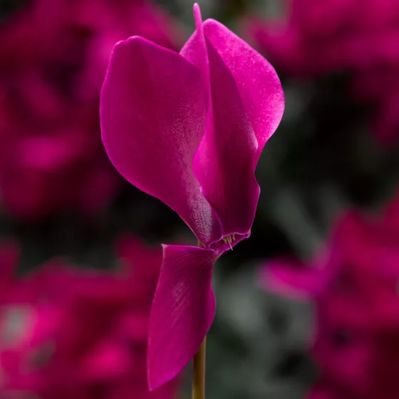 Sierra™ Synchro Purple