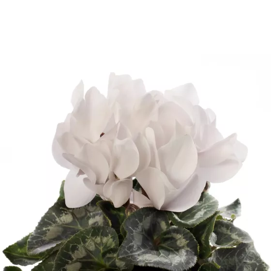Sierra™ Synchro White