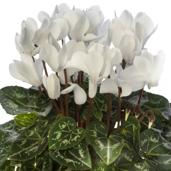 Winfall® White