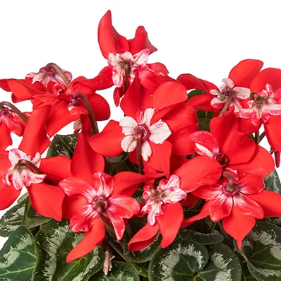 Fleur En Vogue™ Scarlet