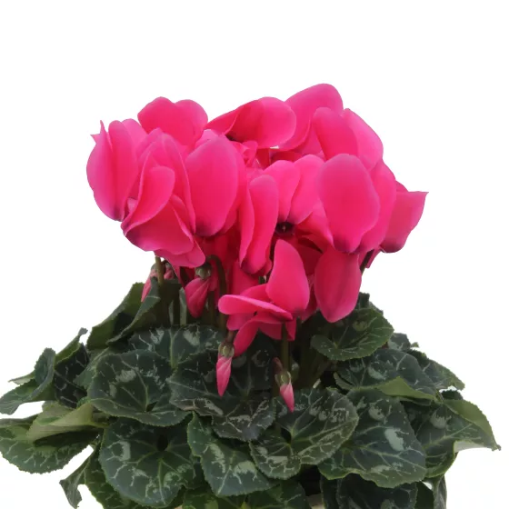 Sierra™ Synchro Neon Rose