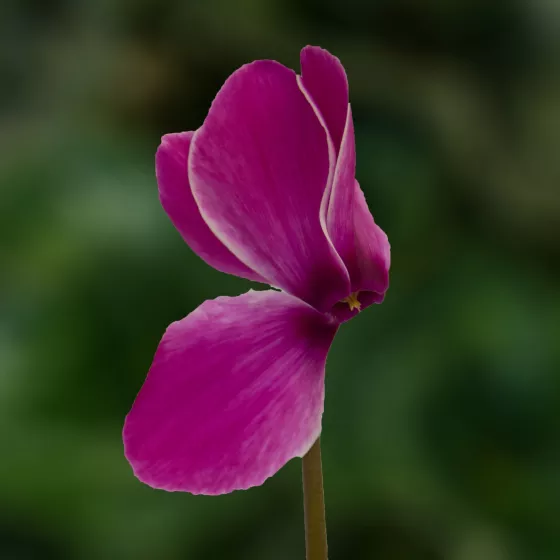 Sierra™ Synchro Purple Flame