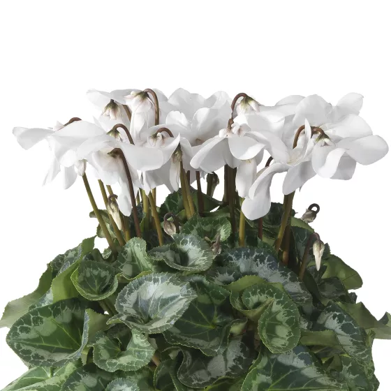 Fleur En Vogue™ White