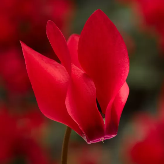 Winfall® Scarlet