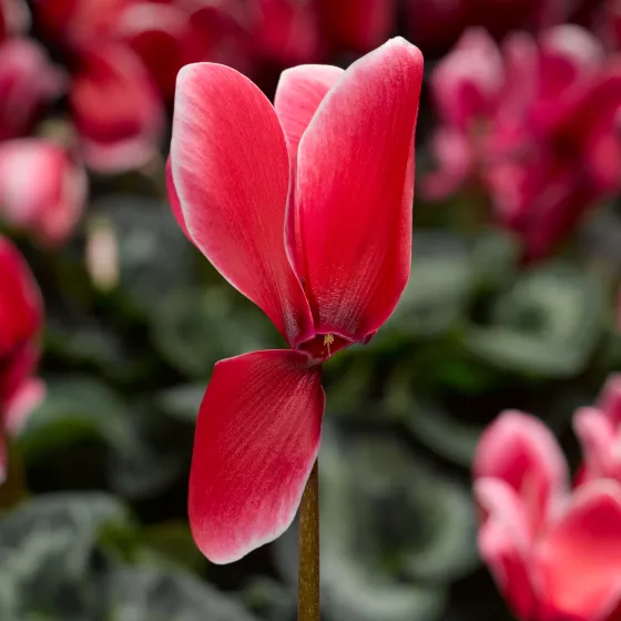 Sierra™ Shine Scarlet
