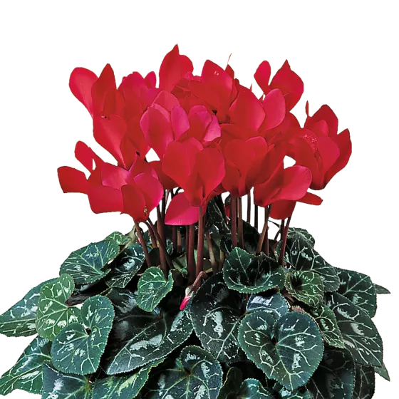 Laser™ Synchro Scarlet