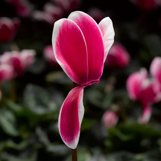 Sierra™ Shine Rose