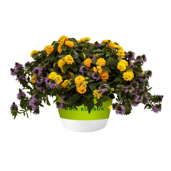 Blue Lightning™ Mix Imp. | Syngenta Flowers