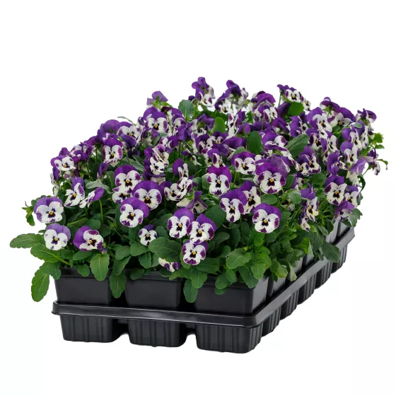 Penny™ Pro Violet & White