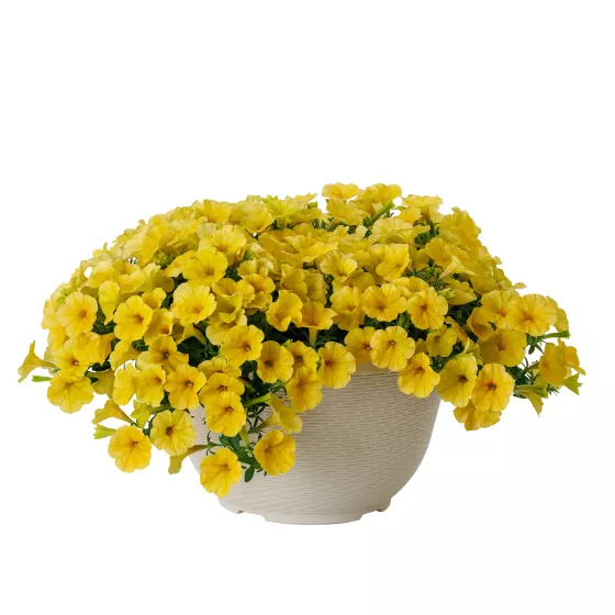 Dekko™ Yellow