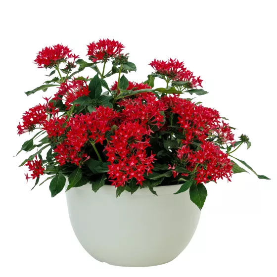 Starcluster™ Cascade Red Imp.
